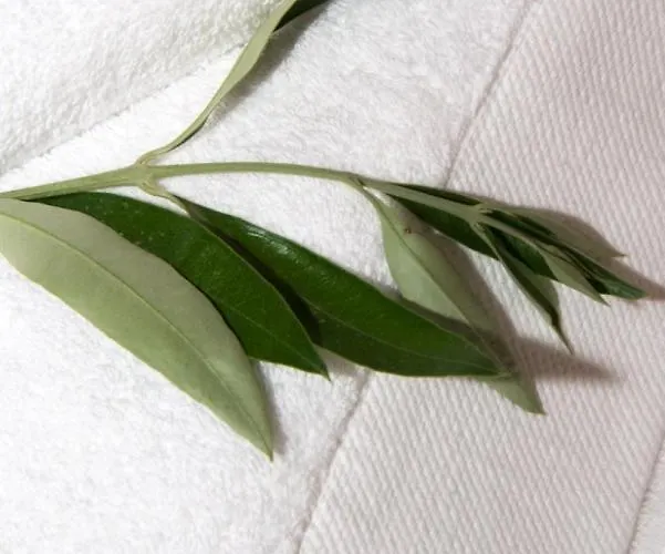 Olea Escape In An Olive Estate *